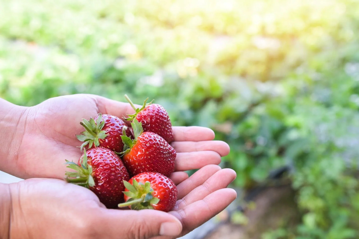 Benefits of Fisetin