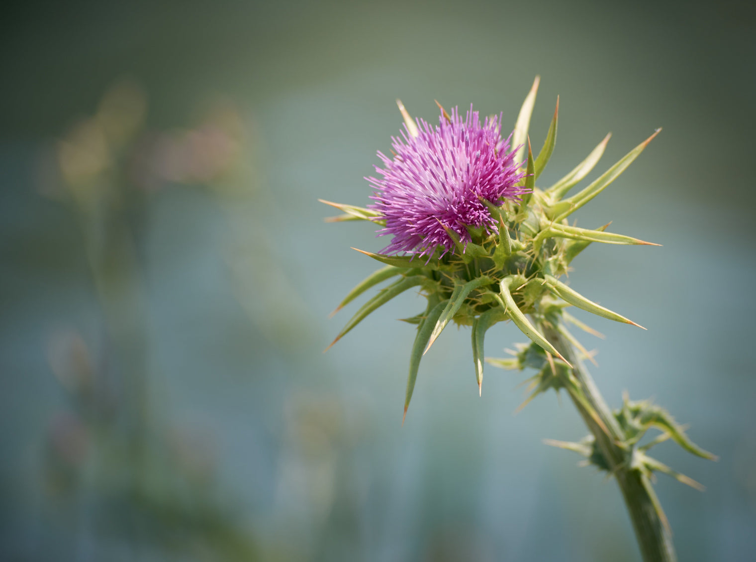milk thistle for hangovers