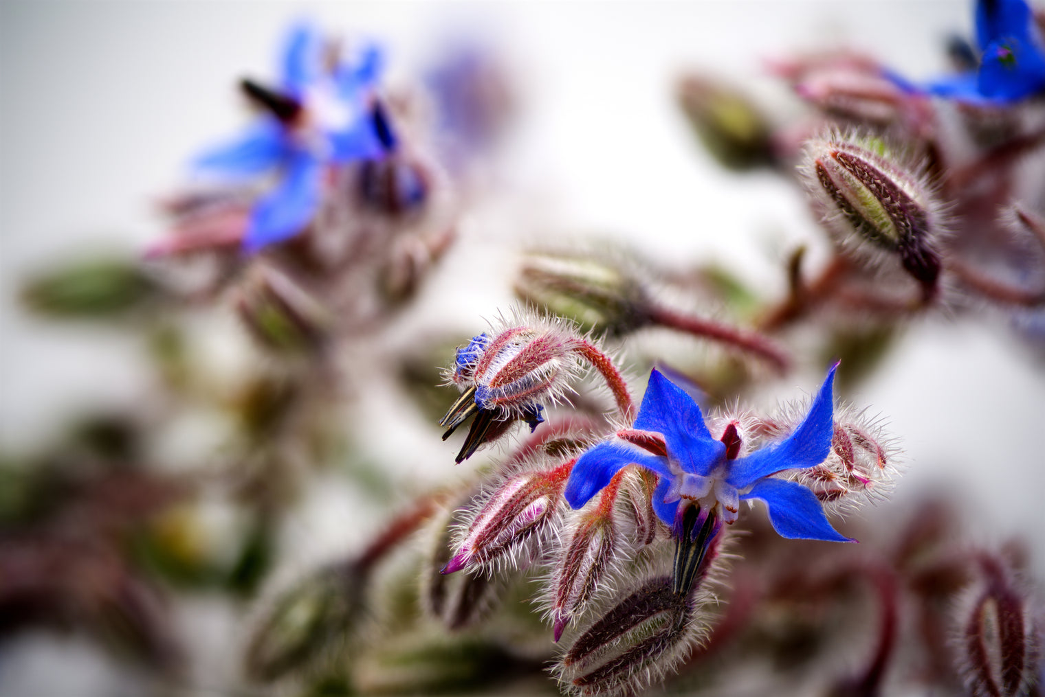 borage oil for hangovers